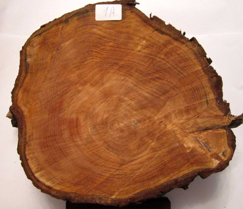 Слэб древесины грецкого ореха