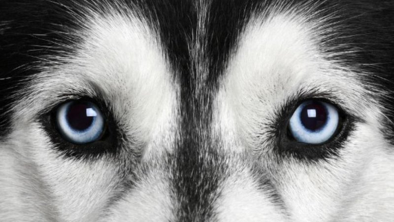 Хаски разноглазые