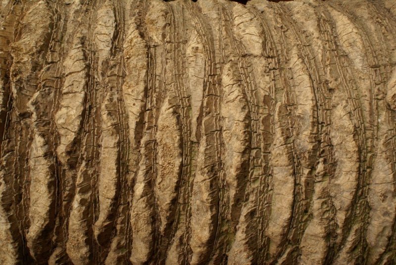 Ствол пальмы