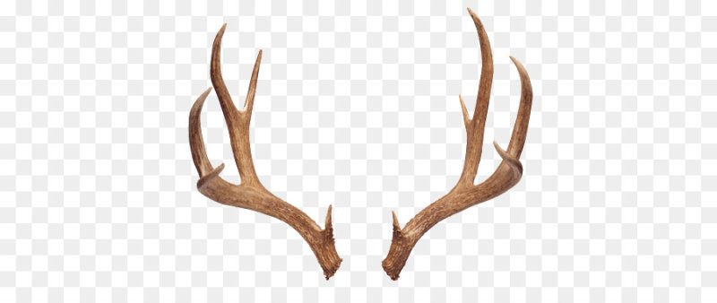 Оленьи рога