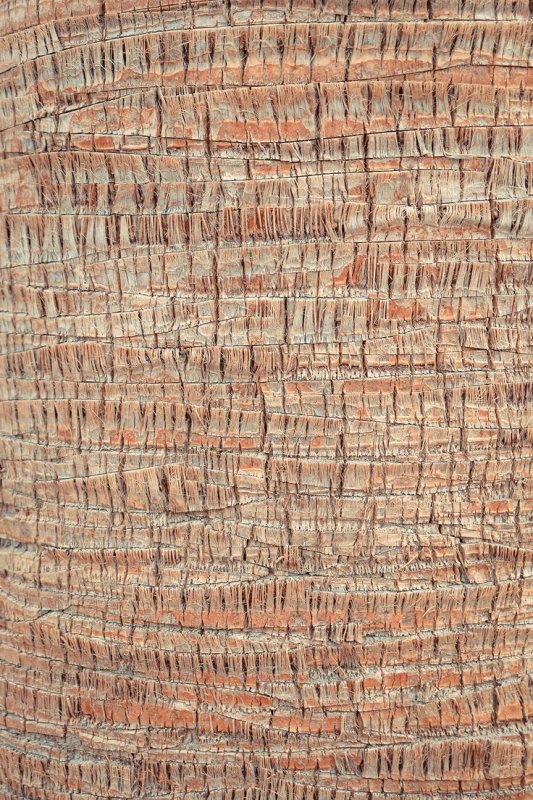 Palm Bark texture