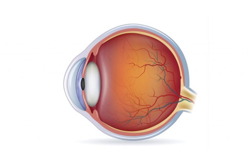 Строение сетчатки глаза