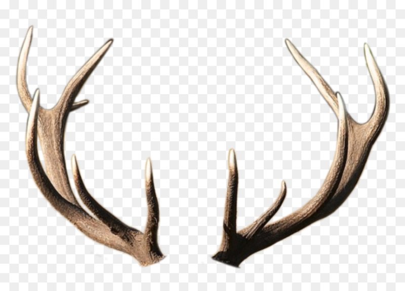 Рога благородного оленя сбоку