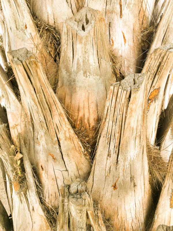 Кора пальмы