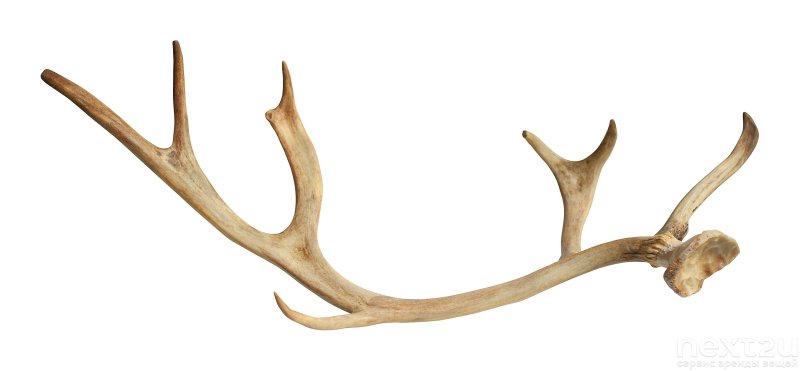 Оленьи рога на белом фоне