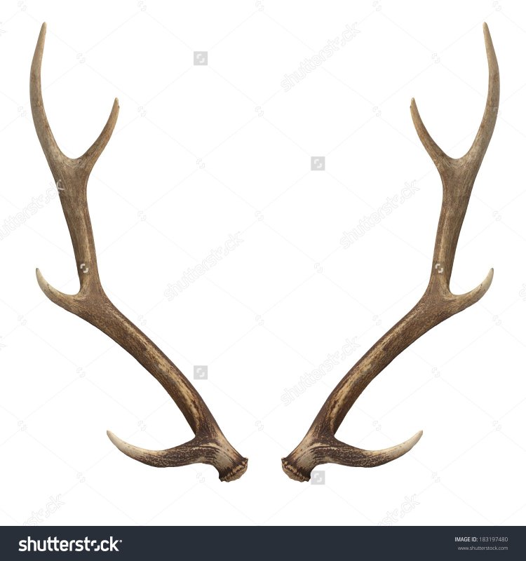 Рога оленя