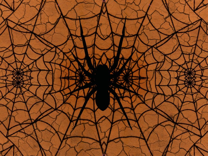 Паук на паутине
