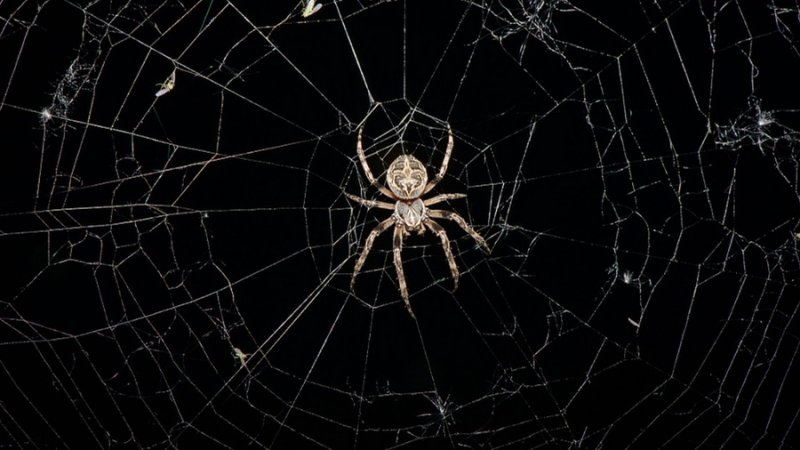 Паутина на черном фоне