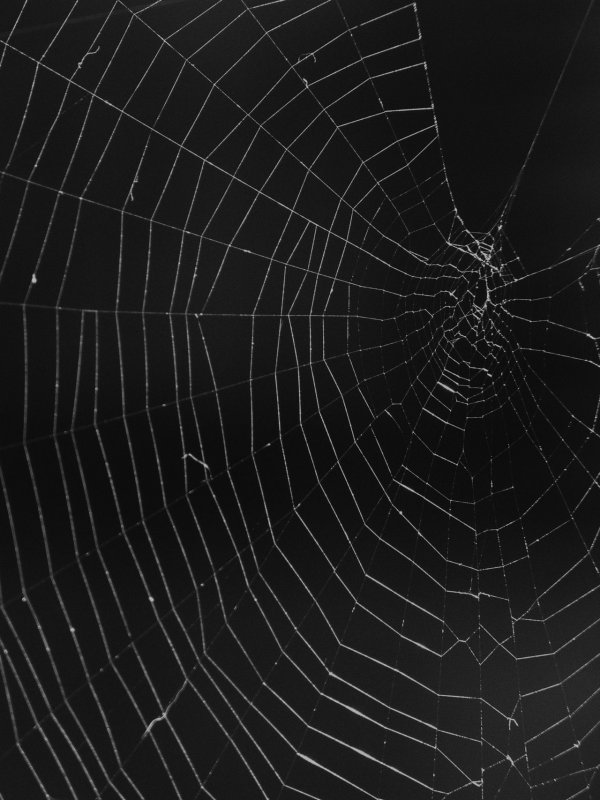 Паутина черная