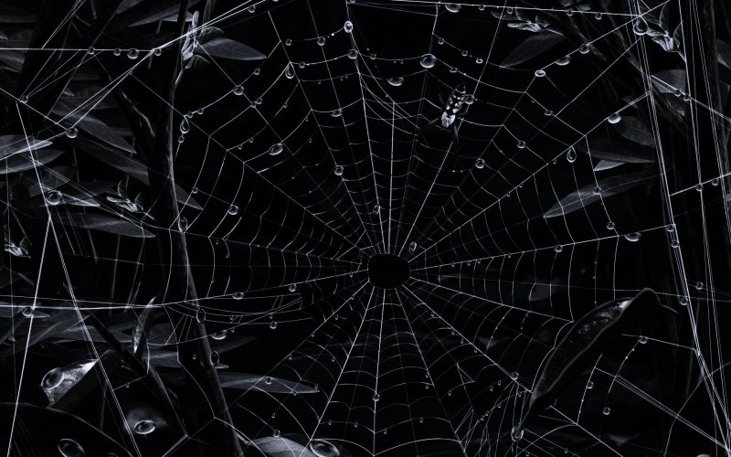 Паутина на черном фоне