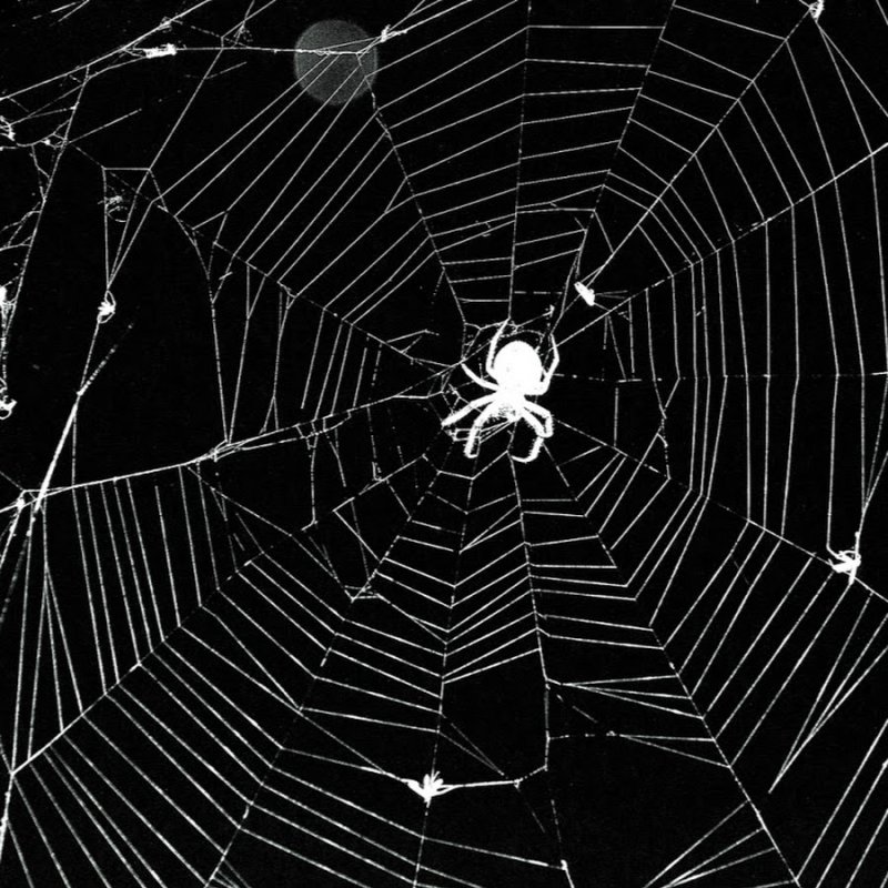 Паутина на черном фоне