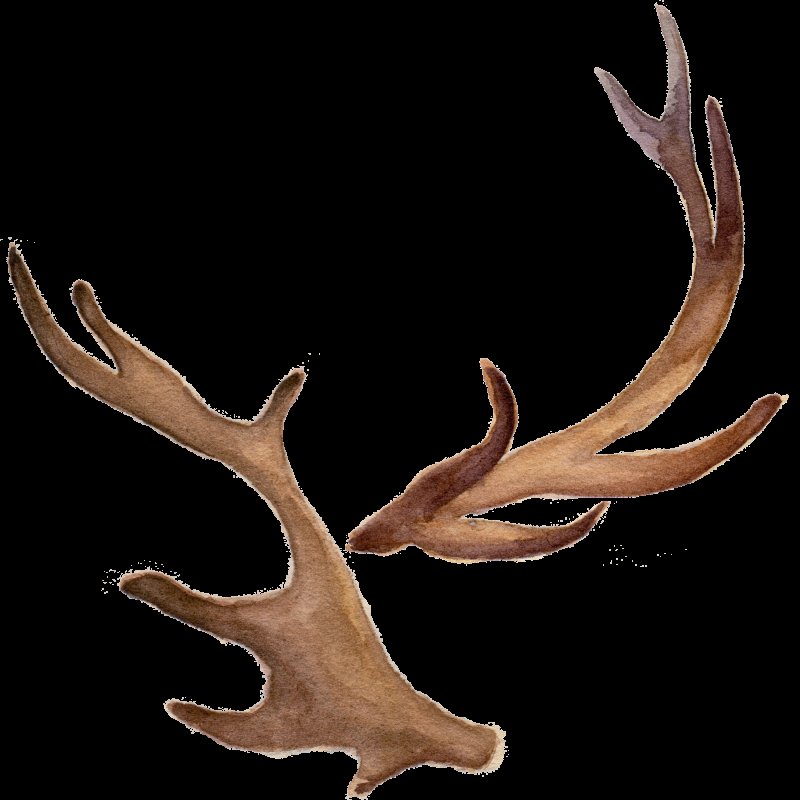 Рога благородного оленя сбоку