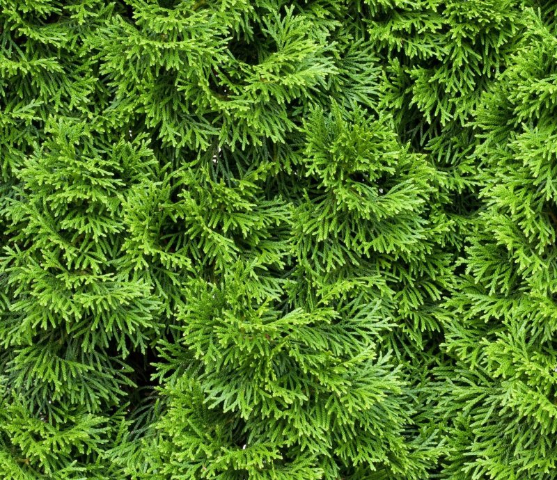 Туи Колумна (columna).