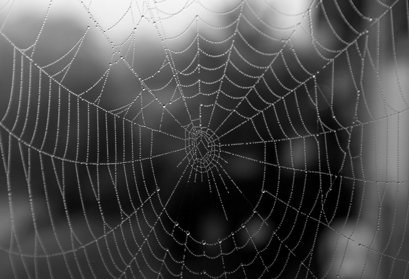 Паутина эпейра