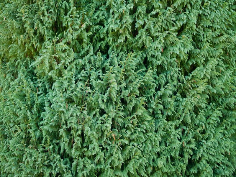 Можжевельник Винтер Блю