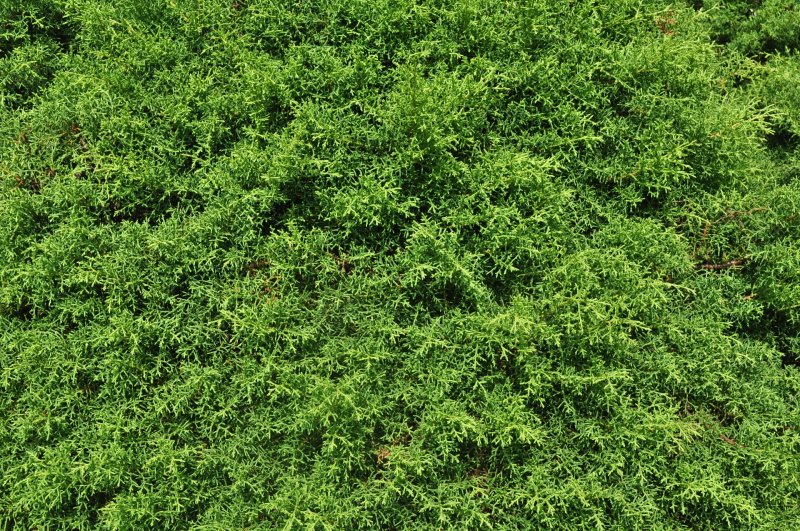 Зеленые кусты