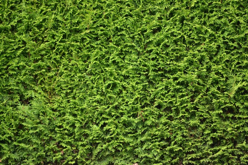 Живая изгородь текстура