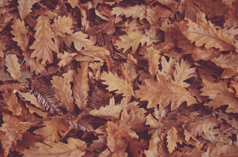 Сухие листья