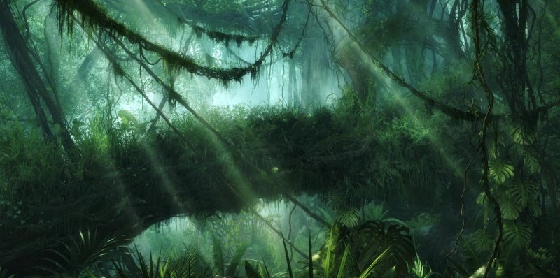 Тропический лес