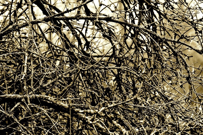 Ветка дерева