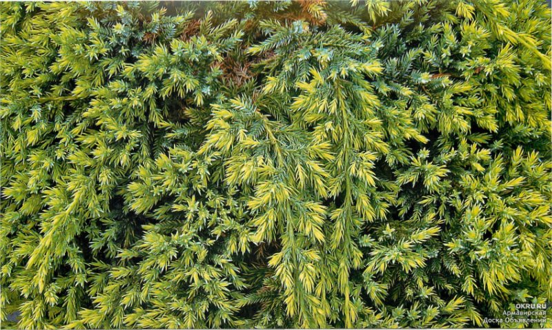 Можжевельник Голд Шац