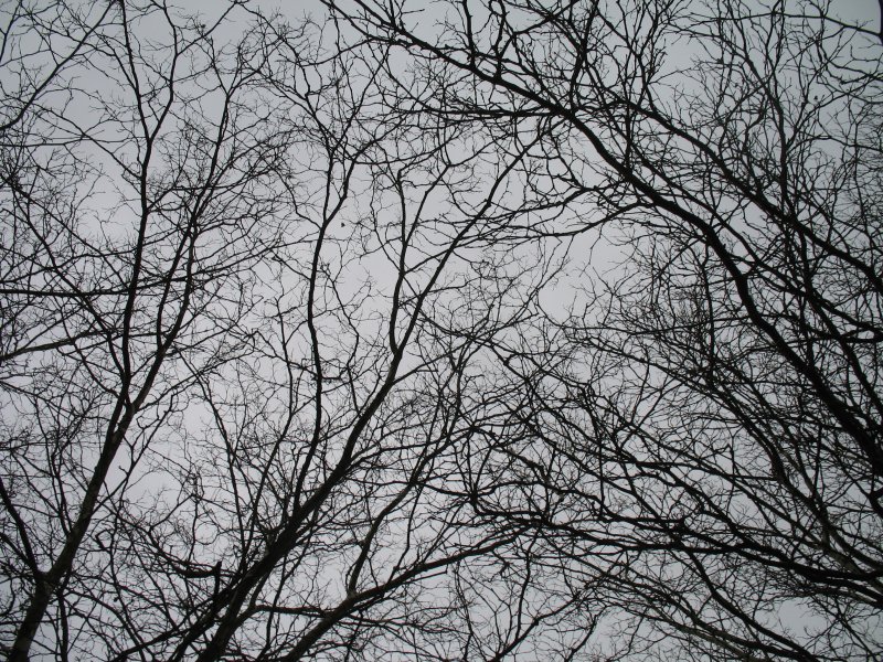 Ветки мрачные