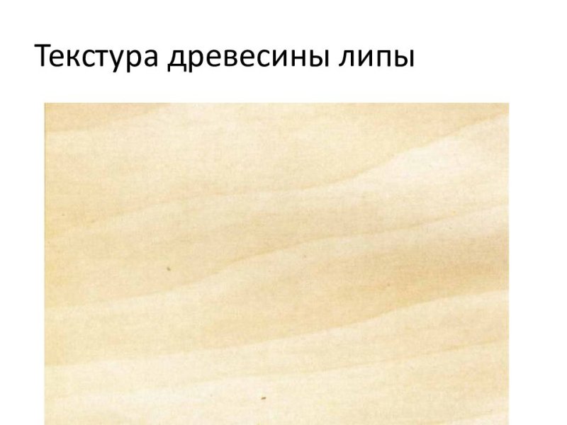 Липа структура дерева