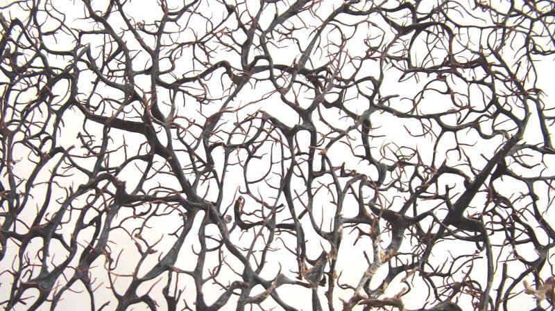 Текстура ветки