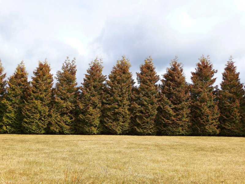 Туя текстура