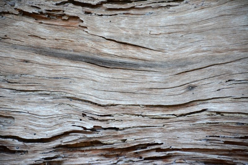 Текстура коры дерева