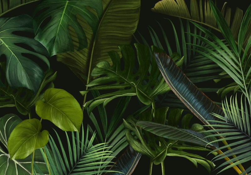 Золотой папоротник монстера