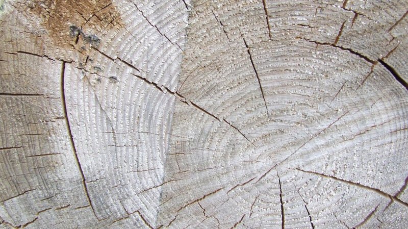 Срез дерева