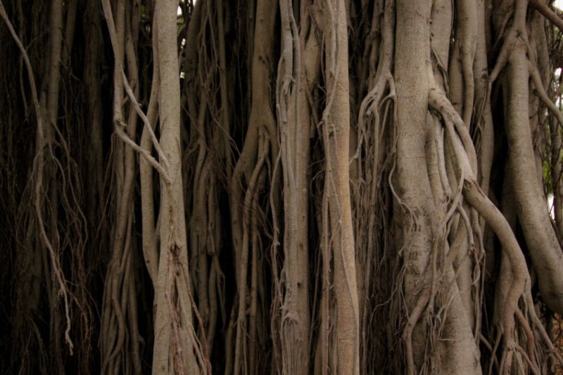 Текстура ветки дерева