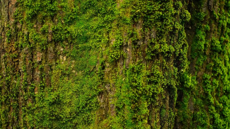 Мох фактура