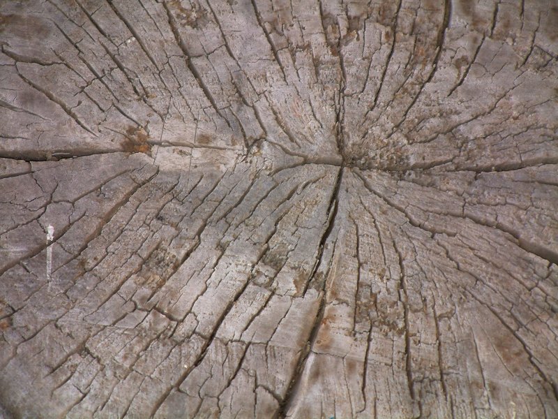 Текстура дерева для блендера