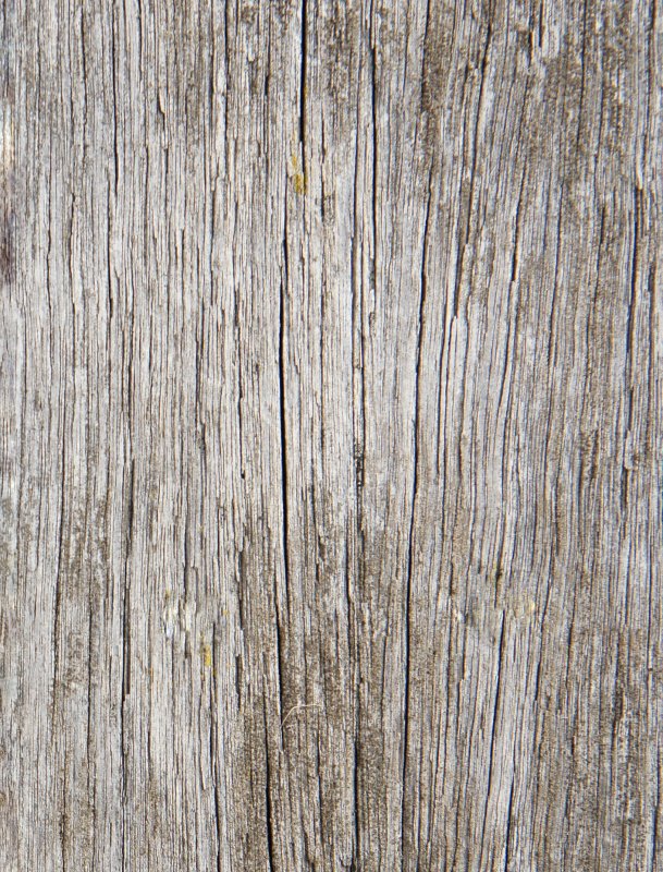 Альфа коры дерева