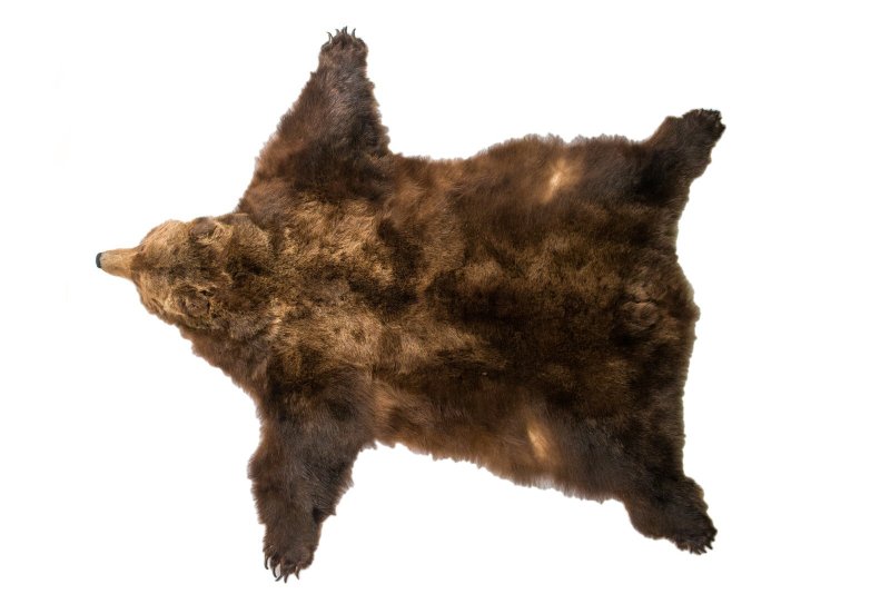 Шкурка медведя
