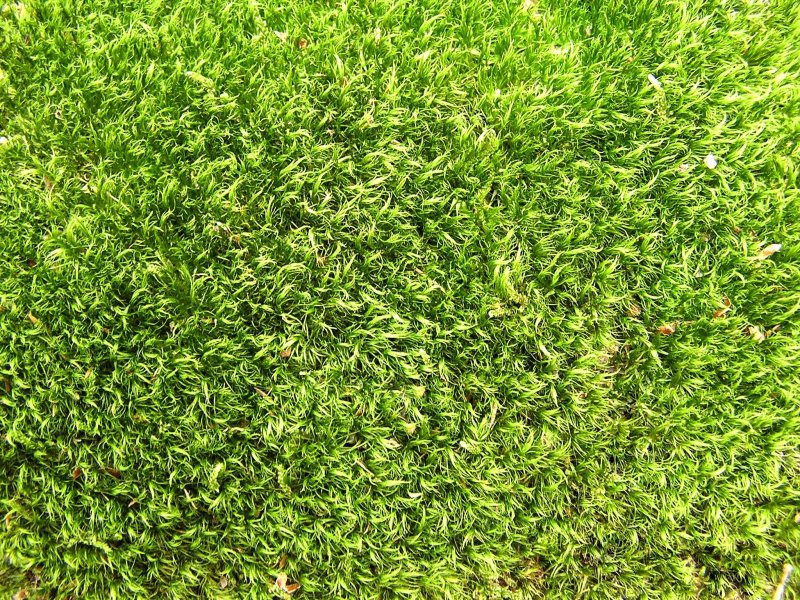 Искусственная трава текстура бесшовная