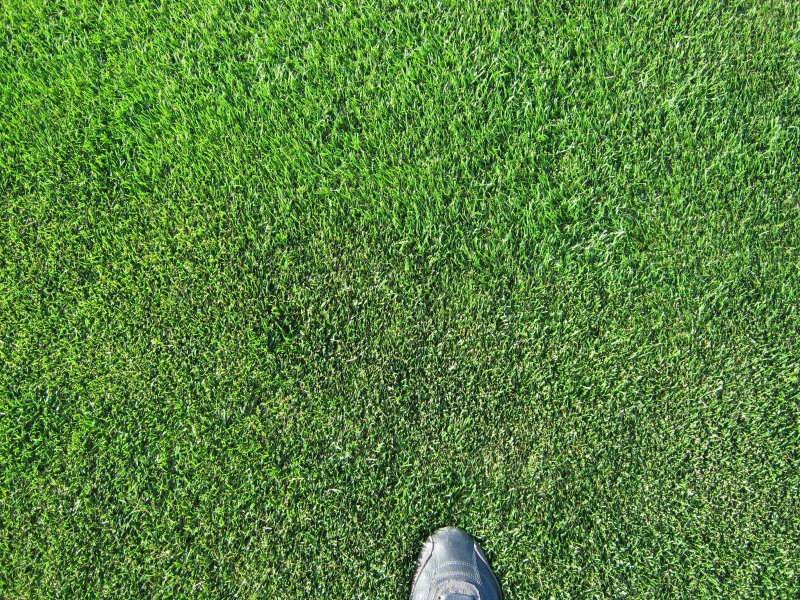 Газон вид сверху