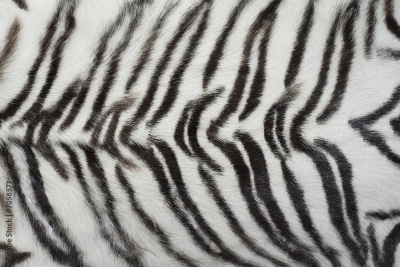 Шкура тигра