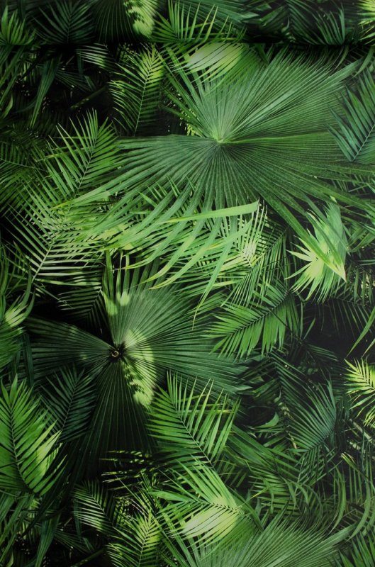 Бали монстера папоротник джунгли