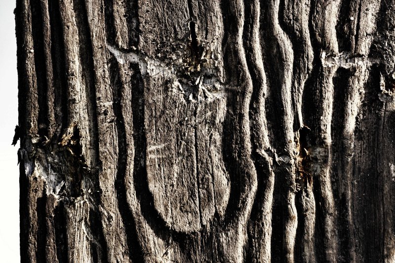 Фактура дерева