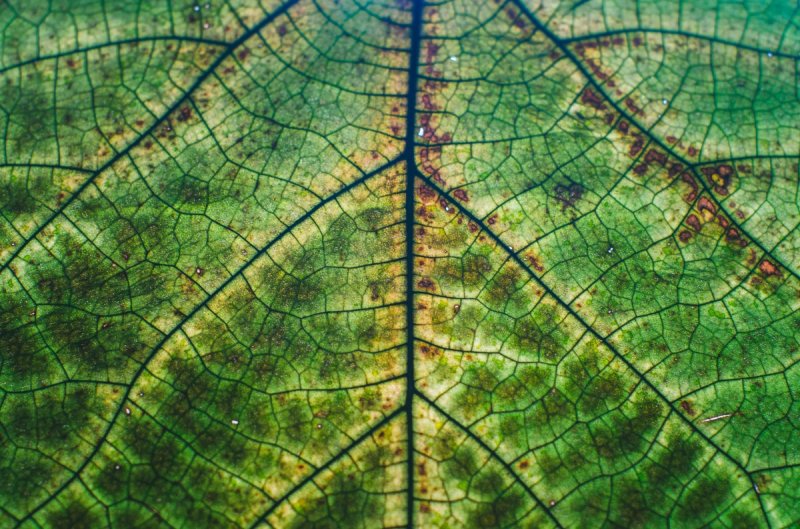 Текстура листа