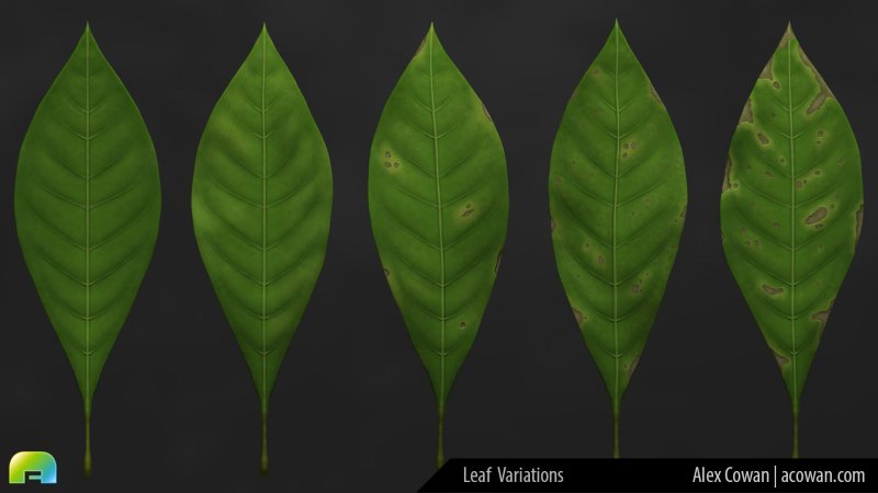 Текстура листа