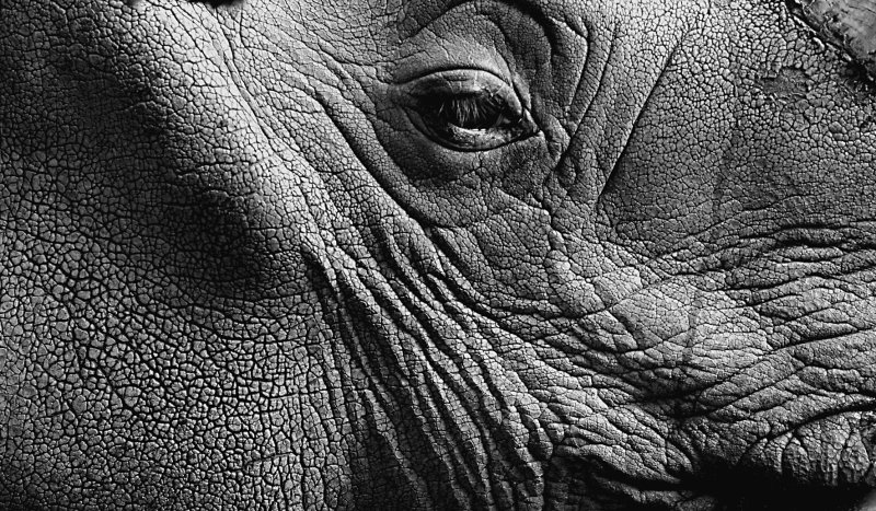 Кожа слона