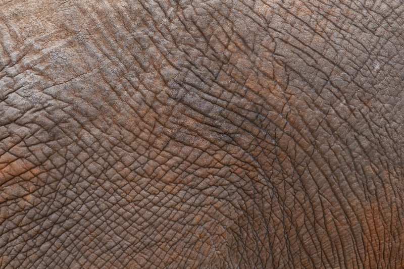 Текстура кожи животного