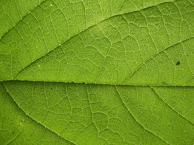 Текстура листа