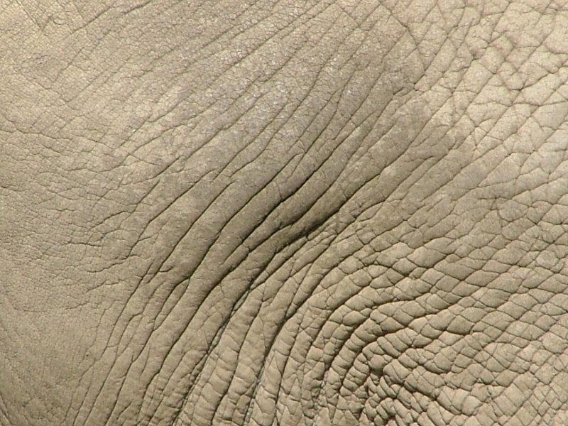 Шкура слона