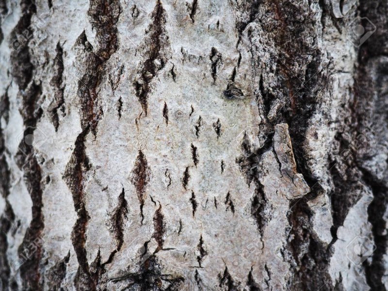 Кора осины