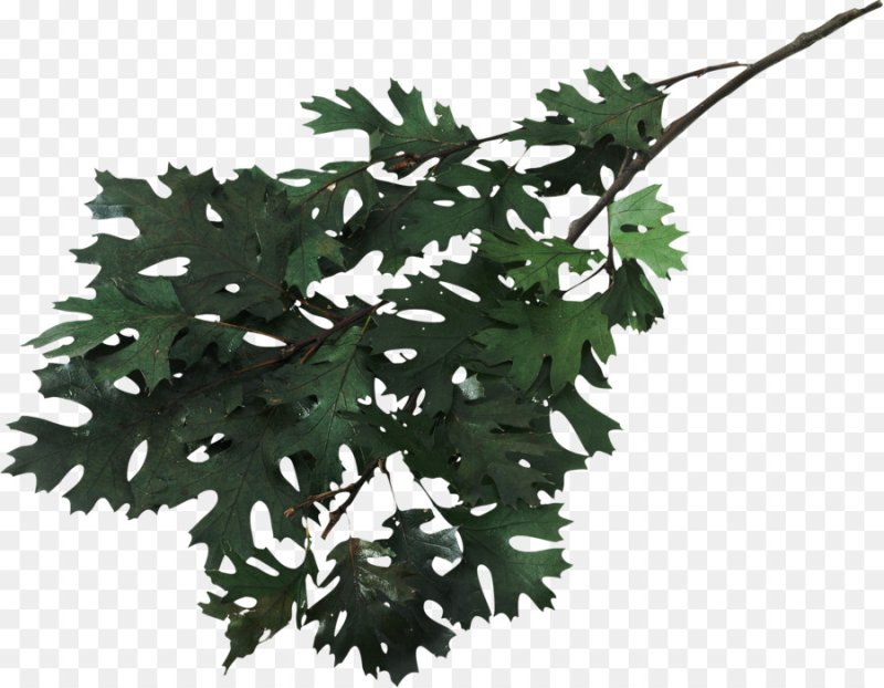 Ветка с листьями